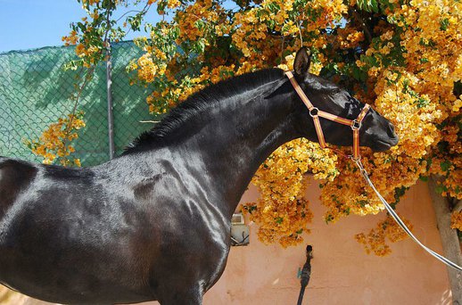 Mare Purebred Spanish (P.R.E) 