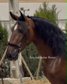 Beautiful Spanish Horse ( TOP OFFER)