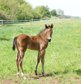 Neugieriges, gut gebautes Quarter Horse Stutfohlen