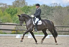elegant_hanoverian_breeds