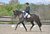 elegant_hanoverian_breeds