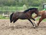 Toll gezeichneter, ganz lieber Paint Horse Hengst