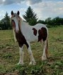 Irish Cob Dark Fox -Schecke