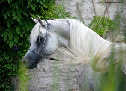 Maymoun rein Aegyptischer Araber