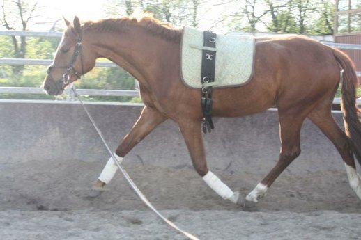  3-year-old Prince Piccolo junior