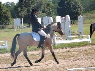 Welsh B Stallion