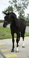 Upload/Images/1D46Bb0E.Jpg