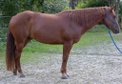 Appaloosa-Wallach mit Charakter und solider Westernbasis 