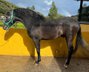 Beautiful stallionvery barock type