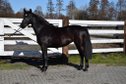 2-year-old Silesian mare with full pedigree