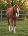 Typvoller Quarter Horse Hengst mit toller Zeichnung