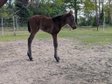 Cute, attentive Quarter Horse offspring