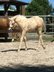 Charmanter Palomino Quarter Horse Hengst mit Reining-/Allround-Pe