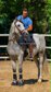 BEAUTIFUL PRE STALLION