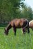 Toller Quarter Horse Hengstjährling mit mega Bewegungen
