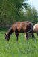 Toller Quarter Horse Hengstjährling mit mega Bewegungen