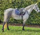 Beautiful 4.5 year old Connemara mare 