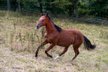 Verlasspferd von morgen - charmanter Quarter Horse Hengst 
