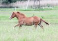 Typvoller Reining-Nachwuchs mit Charme und Qualität