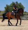 Hannover PSG horse / Shoolmaster
