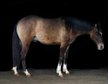 Vielversprechender Quarter Horse Junghengst in dunskin