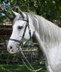 Castañuela - Andalusier, Stute, 9 Jahre, Schimmel