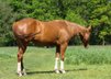 Sehr menschenbezogene, liebenswerte Quarter Horse Stute