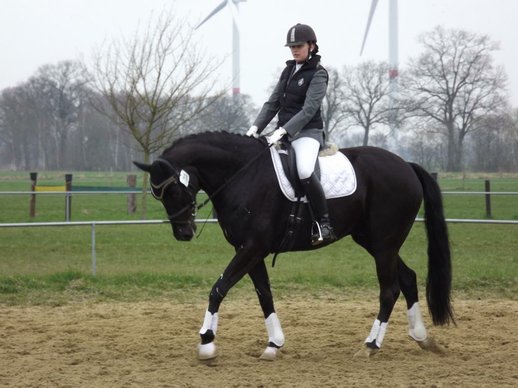 Fancy dressage horse