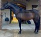 NICE SPANISH HORSE / AMATEUR RIDER