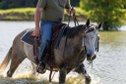 Chase - Gentle Ranch / Trail Quarter horse Gelding