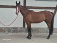 Talented Young Mare – 170 cm | Show Jumping / Breeding
