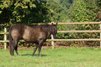 Foundation gezogene Quarter Horse Stute mit Herz und Talent