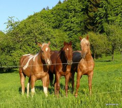 gk-horses