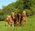gk-horses