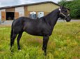Vielseitiger, talentierter Quarter Horse Wallach 