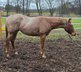 Red roan Quarter Horse Hengst mit top Allround Abstammung