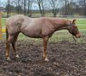 Red roan Quarter Horse Hengst mit top Allround Abstammung
