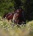 Wonderful stallion PSL