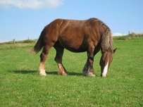 Bretone Horse