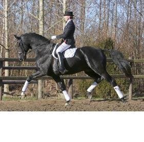 Another Halfbrother óf the Foals from Dressage Royal