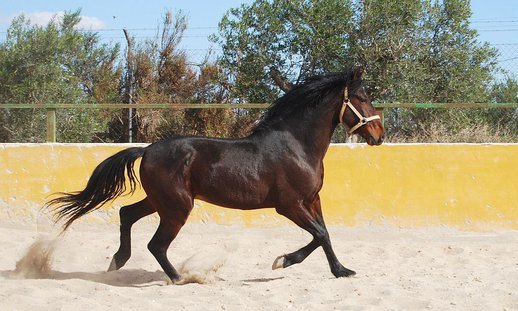 GANADOS CHANDO FARM