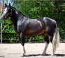 super comfortable, very stable Paint Horse gelding