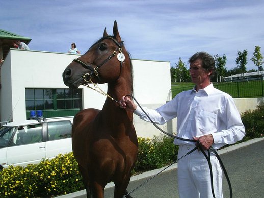 Baruner Lipizzaner Deckhengst