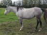 Kräftige, ganz liebe Paint Horse Stute