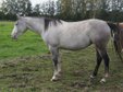 Kräftige, ganz liebe Paint Horse Stute