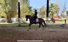 PRÄ. 3'5 JAHRE ALT. TOP-QUALITÄT. SOHN VON JECOMIAS CEN
