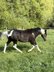 Double Homozygous APH Stallion 2024