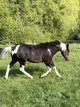 Double Homozygous APH Stallion 2024