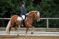 58 Haflinger gerettet