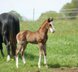 Typey Quarter Horse colt with great markings